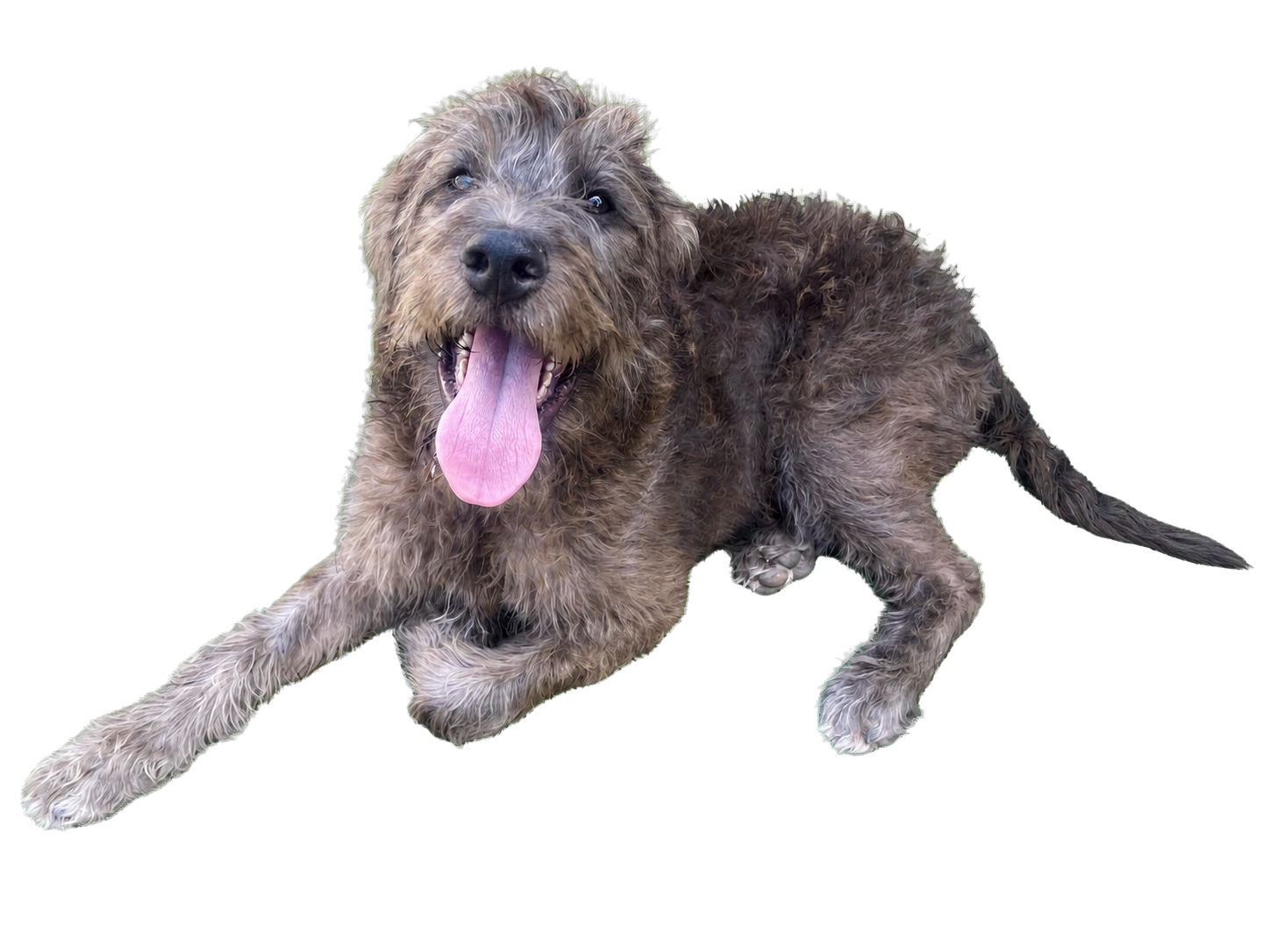A shaggy brown rescue puppy lying down with a big happy smile